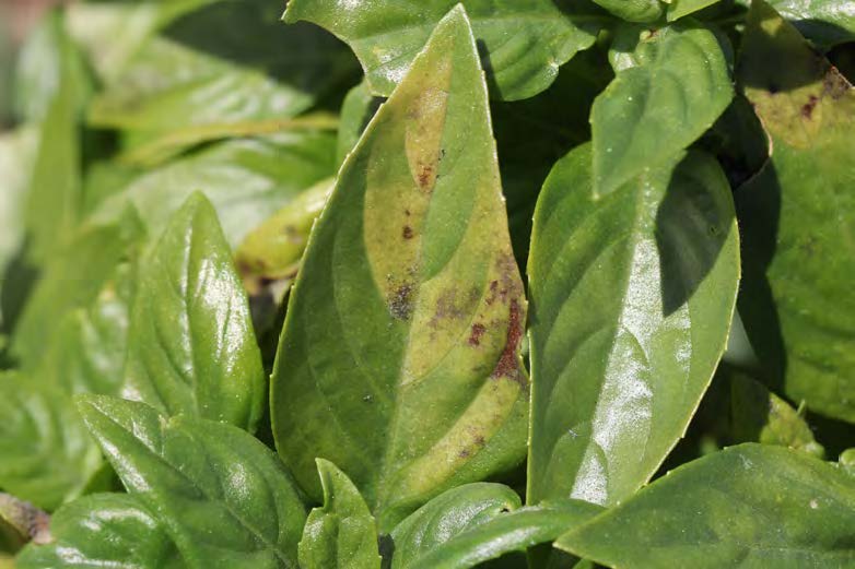 Downy Mildew Resistant Basil Trial College of Agriculture & Natural Resources at UMD